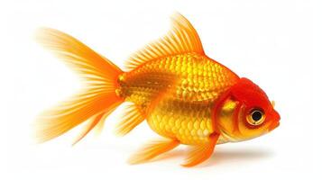 ai generiert Gold Fisch isoliert auf Weiß Hintergrund foto