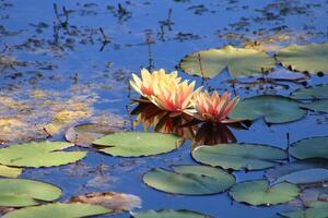 bunt Lotus Blume über das See. Nelumbo ist ein Gattung von Wasser- Pflanzen mit groß, auffällig Blumen. foto