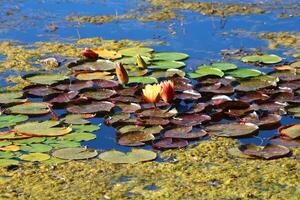 bunt Lotus Blume über das See. Nelumbo ist ein Gattung von Wasser- Pflanzen mit groß, auffällig Blumen. foto