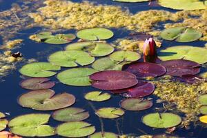 bunt Lotus Blume über das See. Nelumbo ist ein Gattung von Wasser- Pflanzen mit groß, auffällig Blumen. foto