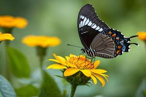 ai generiert ein schwarz Schmetterling Stürze auf ein Blume während Sommer- foto