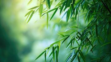 ai generiert Natur von Grün Bambus Baum im Wald mit wie Hintergrund Bambus Blätter foto