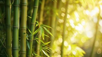 ai generiert viele Bambus Stiele und Licht Strahl foto