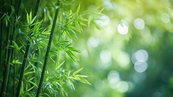 ai generiert Natur von Grün Bambus Baum im Wald mit wie Hintergrund Bambus Blätter foto