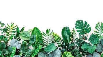 ai generiert Grün Blätter von tropisch Pflanzen Busch Blumen- Anordnung drinnen Garten Natur Hintergrund isoliert auf Weiß Hintergrund foto
