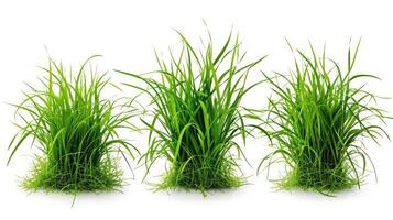 ai generiert 3 Stil frisch Frühling Grün Gras isoliert auf Weiß Hintergrund foto