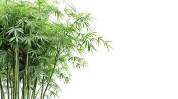 ai generiert Bambus. isoliert Baum auf Weiß Hintergrund. Bilder von hoch Auflösung Bambus Baum foto