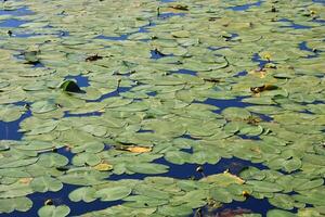 bunt Lotus Blume über das See. Nelumbo ist ein Gattung von Wasser- Pflanzen mit groß, auffällig Blumen. foto