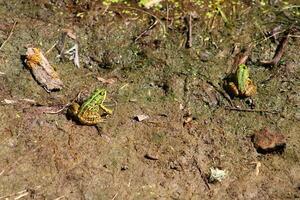 wenig Grün Frosch auf das Blatt im das See foto