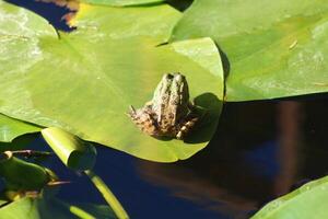 wenig Grün Frosch auf das Blatt im das See foto