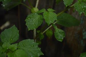 ciplukan Pflanzen Das wachsen im Moore, trocken Reis Felder und um Wälder. Pflanzen mit das Latein Namen Physalis angulata und Physalis Minima. Ausländer Anruf Sie Morchel Beeren. medizinisch Pflanzen foto