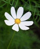 Weiß Blume auf ein Grün Hintergrund. natürlich Hintergrund. Nahansicht. selektiv Fokus. foto