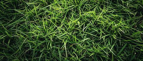 ai generiert Nahansicht von dicht Grün Gras mit ein Vielfalt von Blatt Formen foto