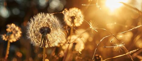 ai generiert ein Paar von Löwenzahn Samen Köpfe, Erfassen das warm glühen von ein Rahmen Sonne foto