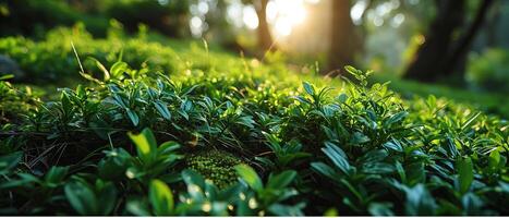 ai generiert das Sanft Morgen Licht Filter durch ein üppig Teppich von taubedeckt Gras foto