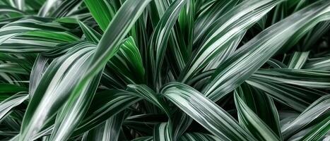 ai generiert Nahansicht detailliert Eigenschaften von ein Grün und Weiß Pflanze foto