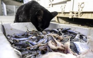 streunend Katze Essen Fisch foto