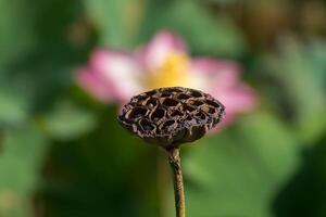 schließen oben Lotus Samen. foto