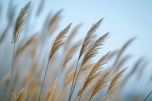 ai generiert ein Bündel von hoch Gras weht im das Wind foto