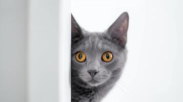 ai generiert Russisch Blau Katze spähen um Ecke 4 foto