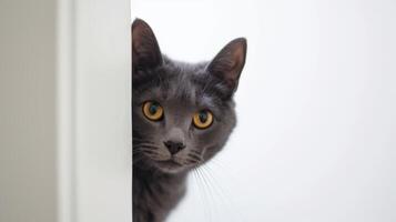 ai generiert charteaux Katze spähen um Ecke 3 foto