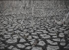 Zerstörung Mangrove Wald Landschaft, Zerstörung Mangrove Wald ist ein Ökosystem Das hat gewesen stark degradiert oder eliminiert eine solche wie Lebensraum, und Verschmutzung, nehmen Pflege von das Mangrove Wald. foto