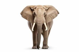 ai generiert afrikanisch Elefant Clip Art foto