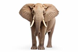 ai generiert afrikanisch Elefant Clip Art foto