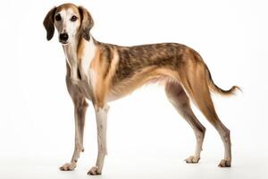 ai generiert Saluki Hund Clip Art foto