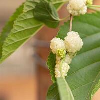 Maulbeere Früchte, welche wachsen im zentral Asien, sind Süss essbar Früchte, das Reifung Jahreszeit von welche Stürze im Mitte April. foto