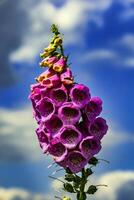 Digitalis Purpurea Blume im Natur foto