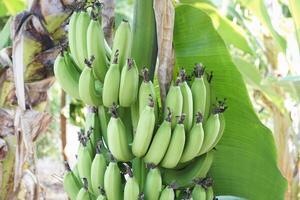 schließen oben unreif Banane im das Bäume mit Grün Farbe foto