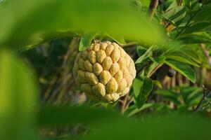 srikaya oder Zucker Apfel Obst ist ein Art von Obst Ursprung von das Westen Indien. srikaya Obst Bäume können wachsen überall, ihr Haut Formen mögen Grün Waage foto