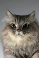 grau lange Haar persisch Katze foto