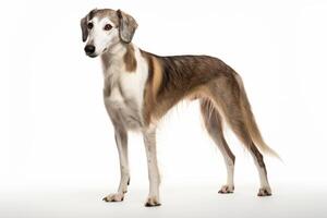 ai generiert Saluki Hund Clip Art foto