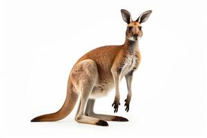 ai generiert Känguru isoliert auf Weiß Hintergrund Clip Art foto