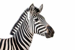 ai generiert Zebra isoliert auf Weiß Hintergrund foto
