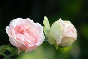 Rosa und Weiß Rose im das Garten, flach Tiefe von Feld. warm und liebend Blumen. foto