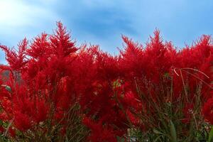 rot Blume von Celosia plumosa auf das Bäume. viele Quellen von Blumen Das sind populär gewachsen. unter Blau Himmel. foto