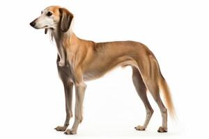 ai generiert Saluki Hund Clip Art foto