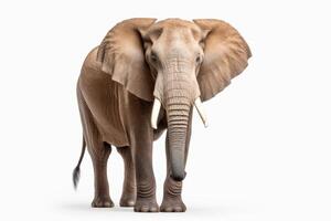 ai generiert afrikanisch Elefant Clip Art foto