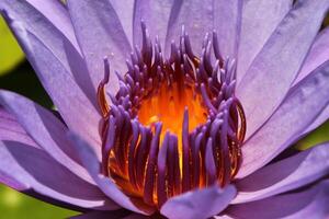 Lotus oder Wasser Lilie im Teich foto