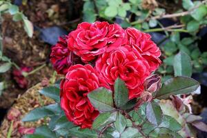 rot Muster Rose Blume im das Garten foto