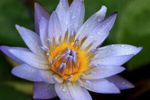 Lotus oder Wasser Lilie im Teich foto