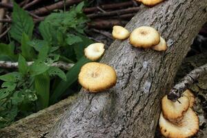 Pilze auf das Tod Baum Log foto