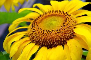 Sonnenblumen mit ein schön rosig Gelb Farbe foto