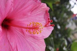 schließen oben von ein Rosa Hibiskus Blume foto