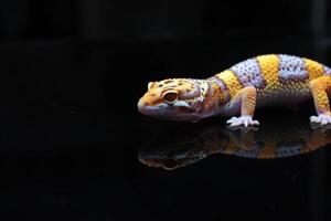 ein niedliches Gesicht Leopard Gecko foto