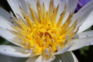 Lotus oder Wasser Lilie im Teich foto