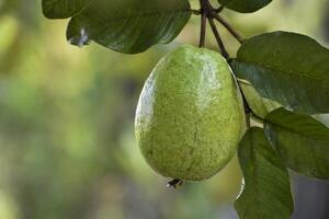 Grün Guaven hängend, der Natur Ornamente auf das Baum von Frische foto